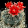 Gymnocalycium_baldianum